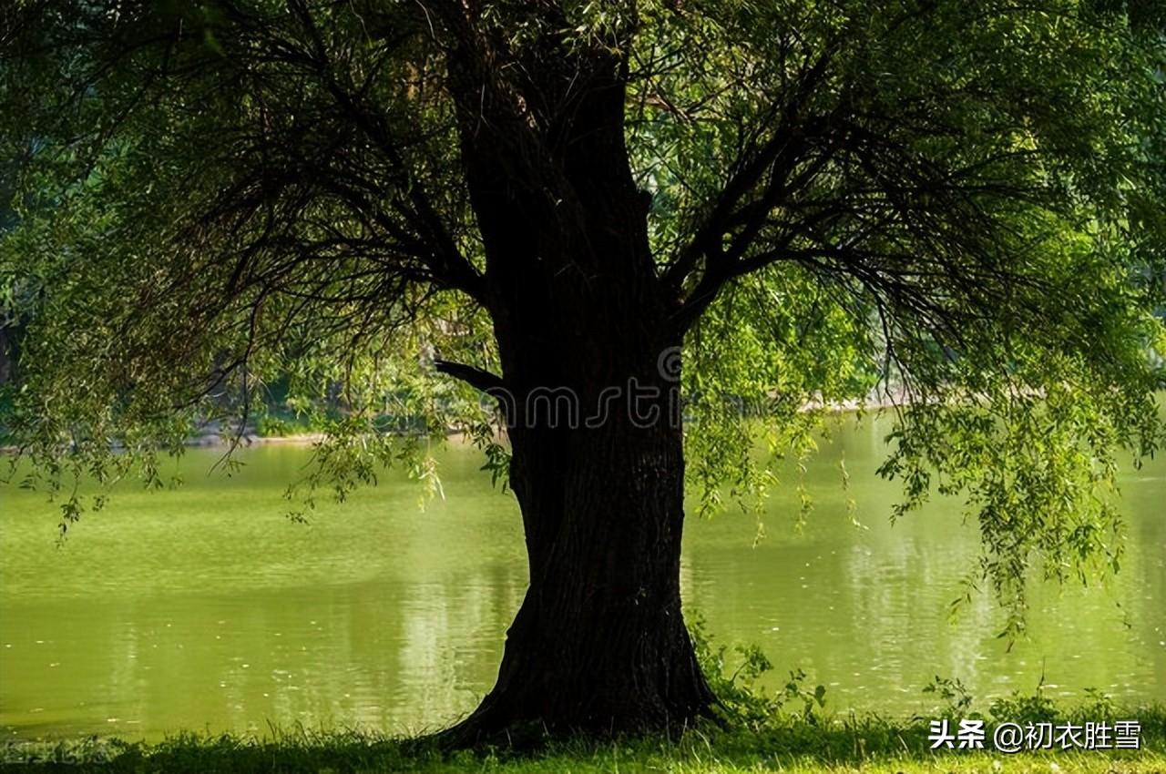 夏天古诗词名句（暑夏清凉柳阴诗词五首）