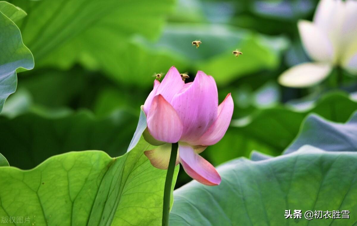 咏荷花古诗词精选（荷花诗词八首）