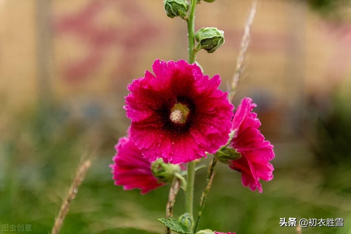 季夏日绝句古诗词（季夏美诗绝句七首赏读）