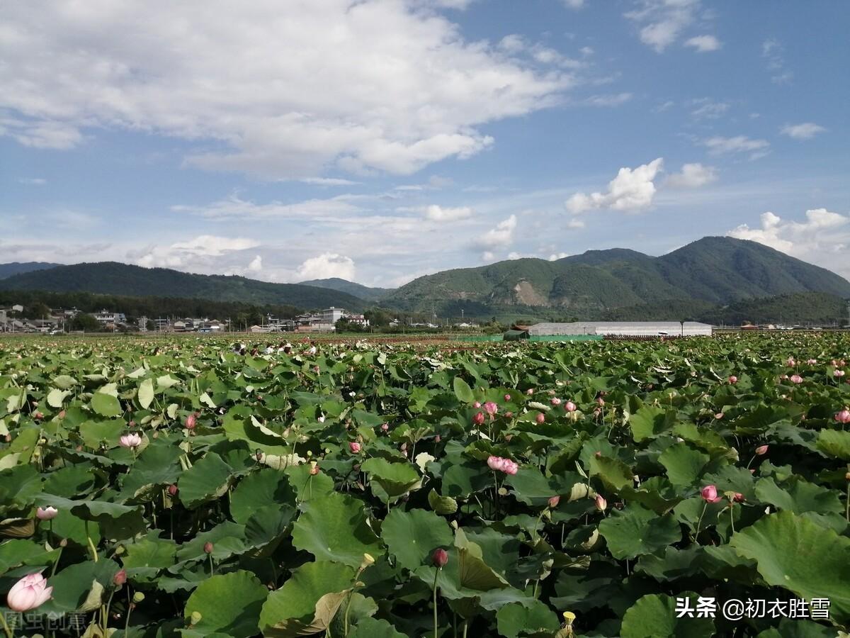 季夏日绝句古诗词（季夏美诗绝句七首赏读）