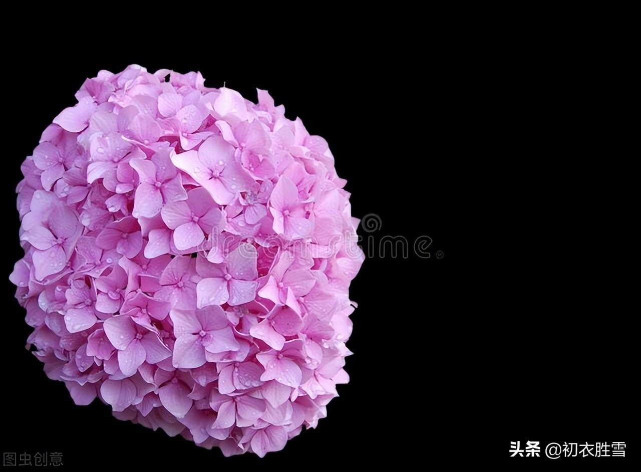 绣球花诗词五首（花开烂漫几经旬，万花碎剪玉团团）