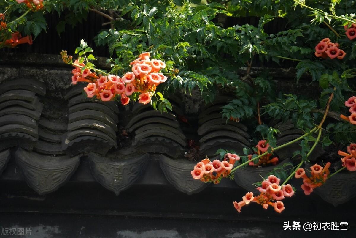 描写凌霄花的浪漫古诗句（夏花凌霄古诗九首）