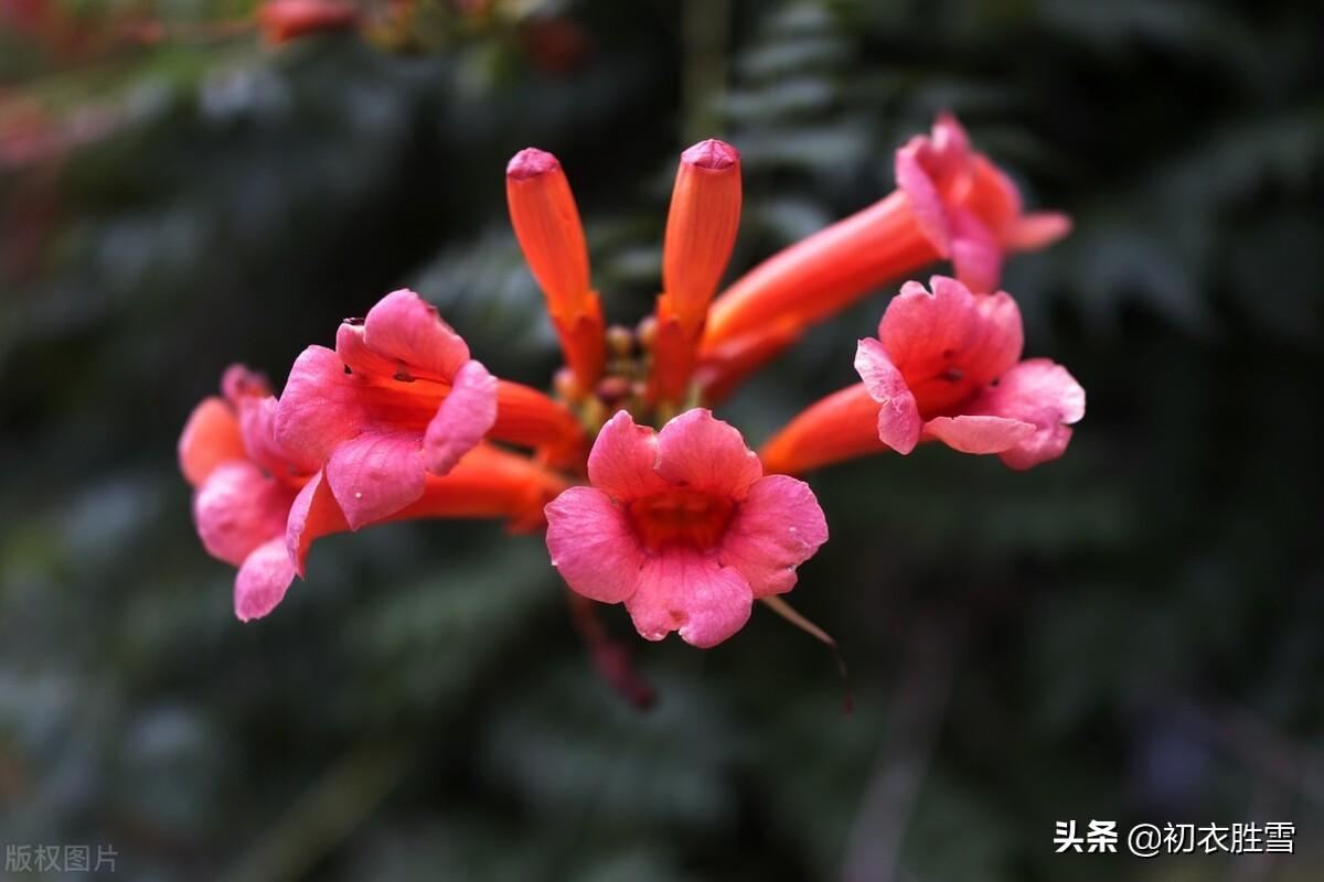 描写凌霄花的浪漫古诗句（夏花凌霄古诗九首）