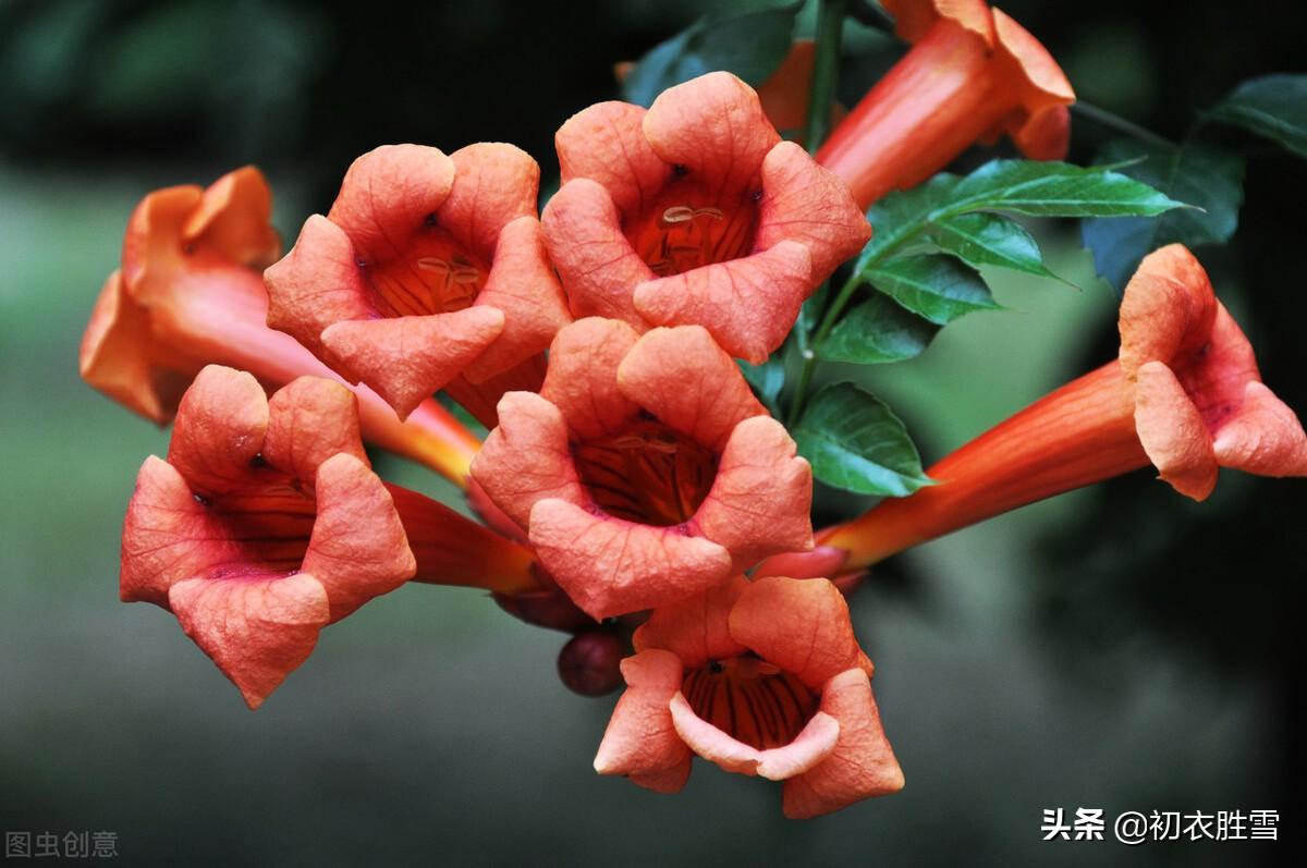 描写凌霄花的浪漫古诗句（夏花凌霄古诗九首）