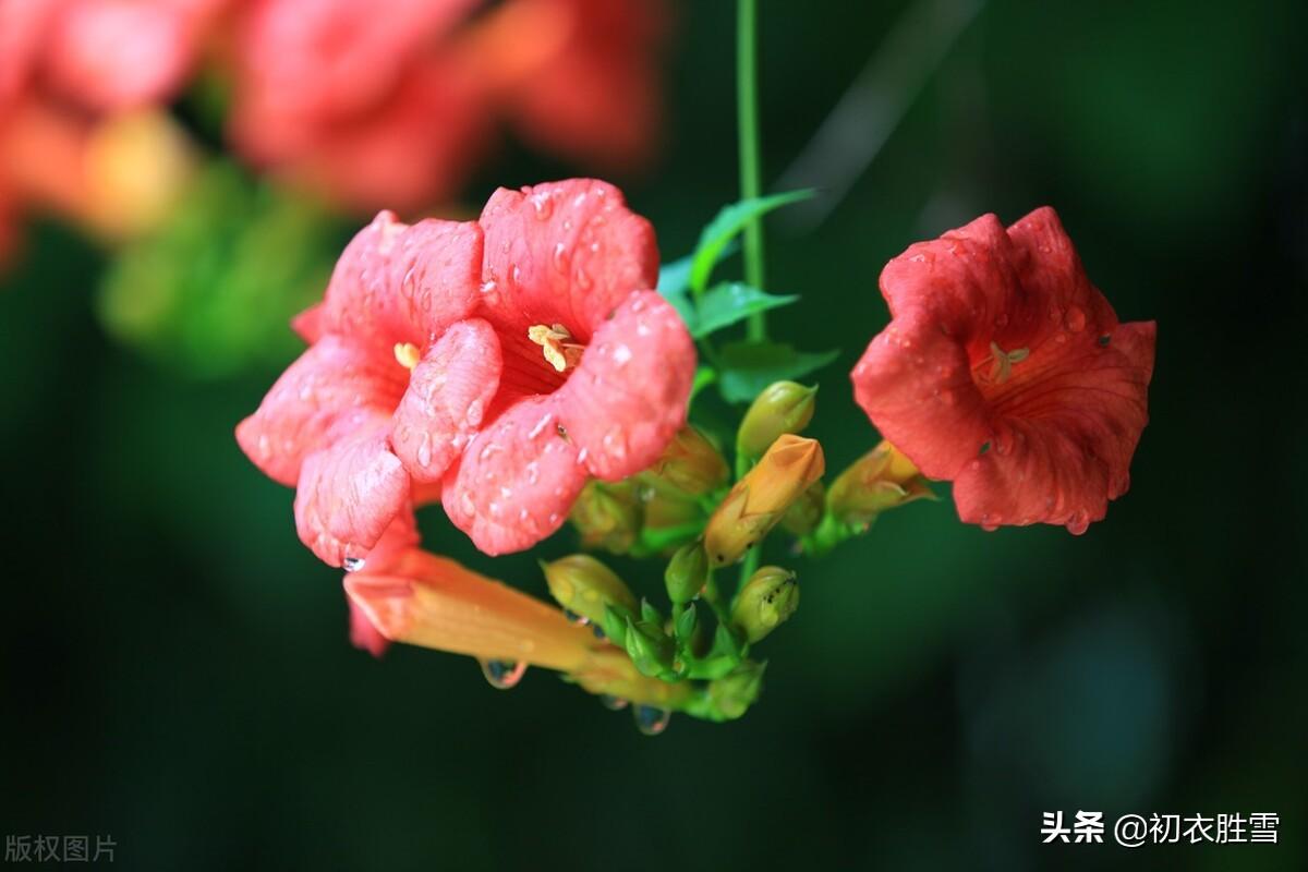 描写凌霄花的浪漫古诗句（夏花凌霄古诗九首）