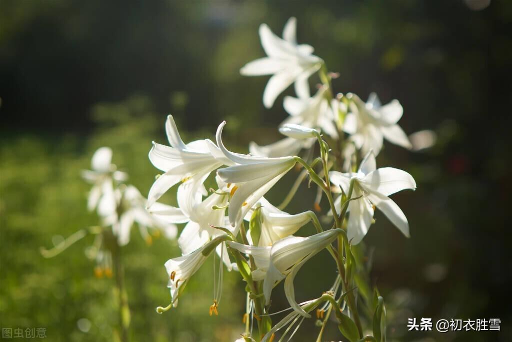 百合经典诗词大全（夏花百合美诗六首）