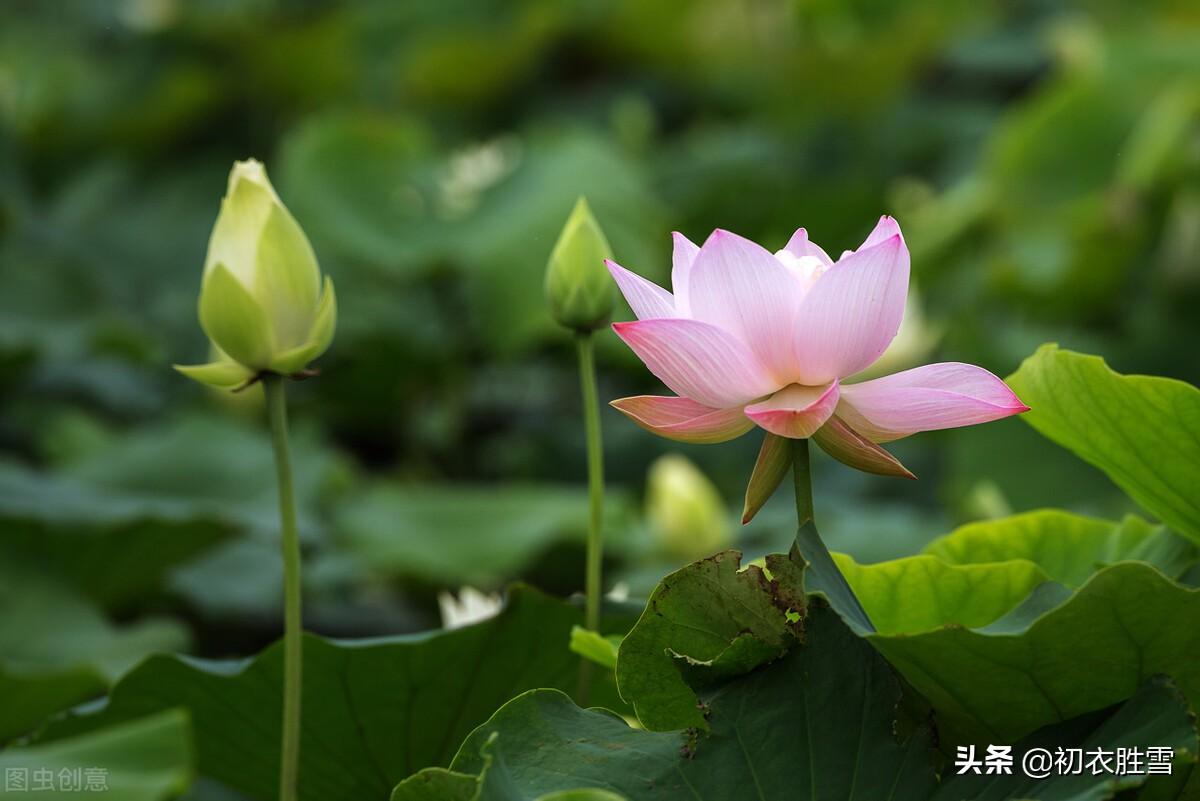 荷花雨过天晴经典诗词（仲夏清新早荷美诗五首）