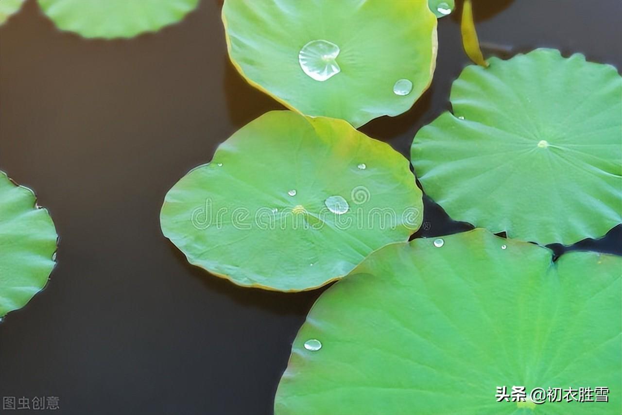 荷叶经典诗词有哪些（清新荷叶美诗六首）