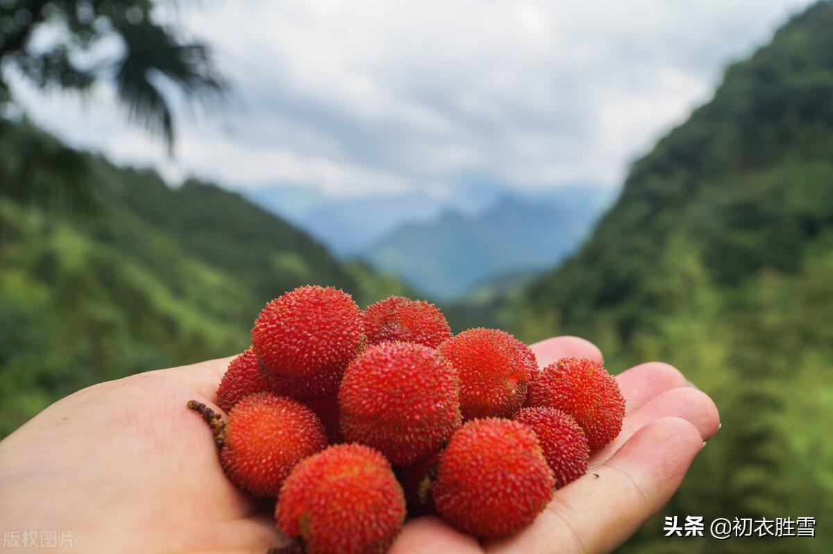 杨梅经典诗词大全（夏果杨梅美诗九首）