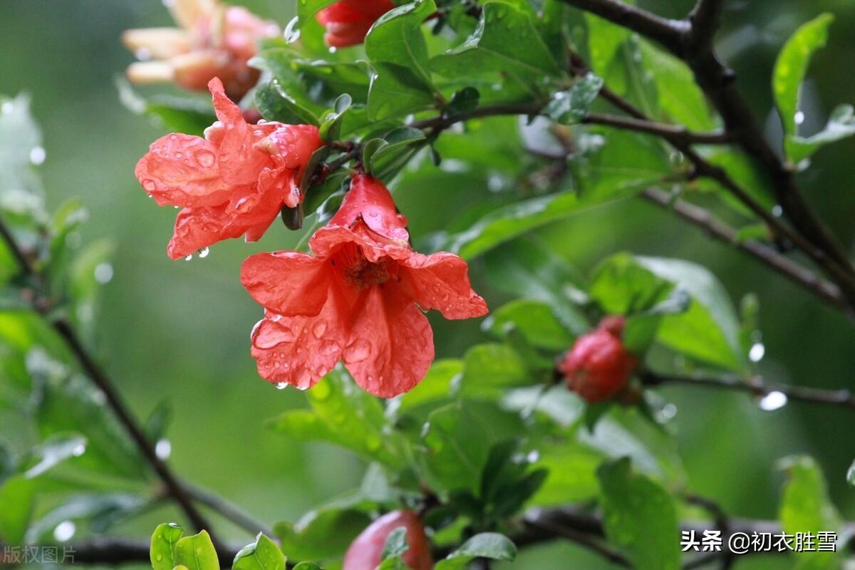 梅雨诗词名句摘抄（仲夏五月梅雨古诗七首）