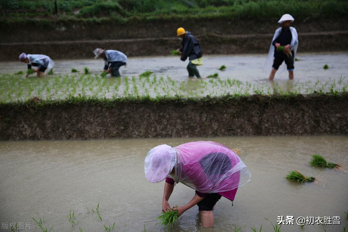 关于芒种的诗词名句（芒种节气古诗五首）