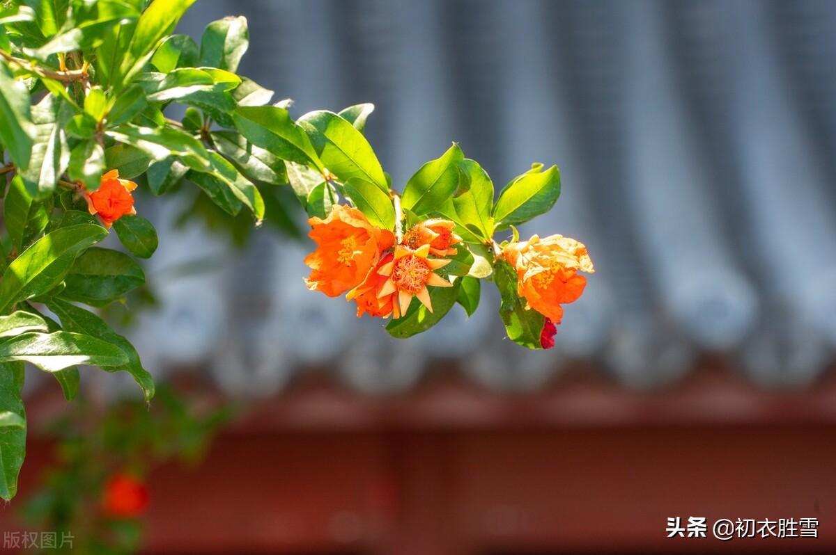 石榴诗词名句大全（端午节令之花石榴诗词七首）