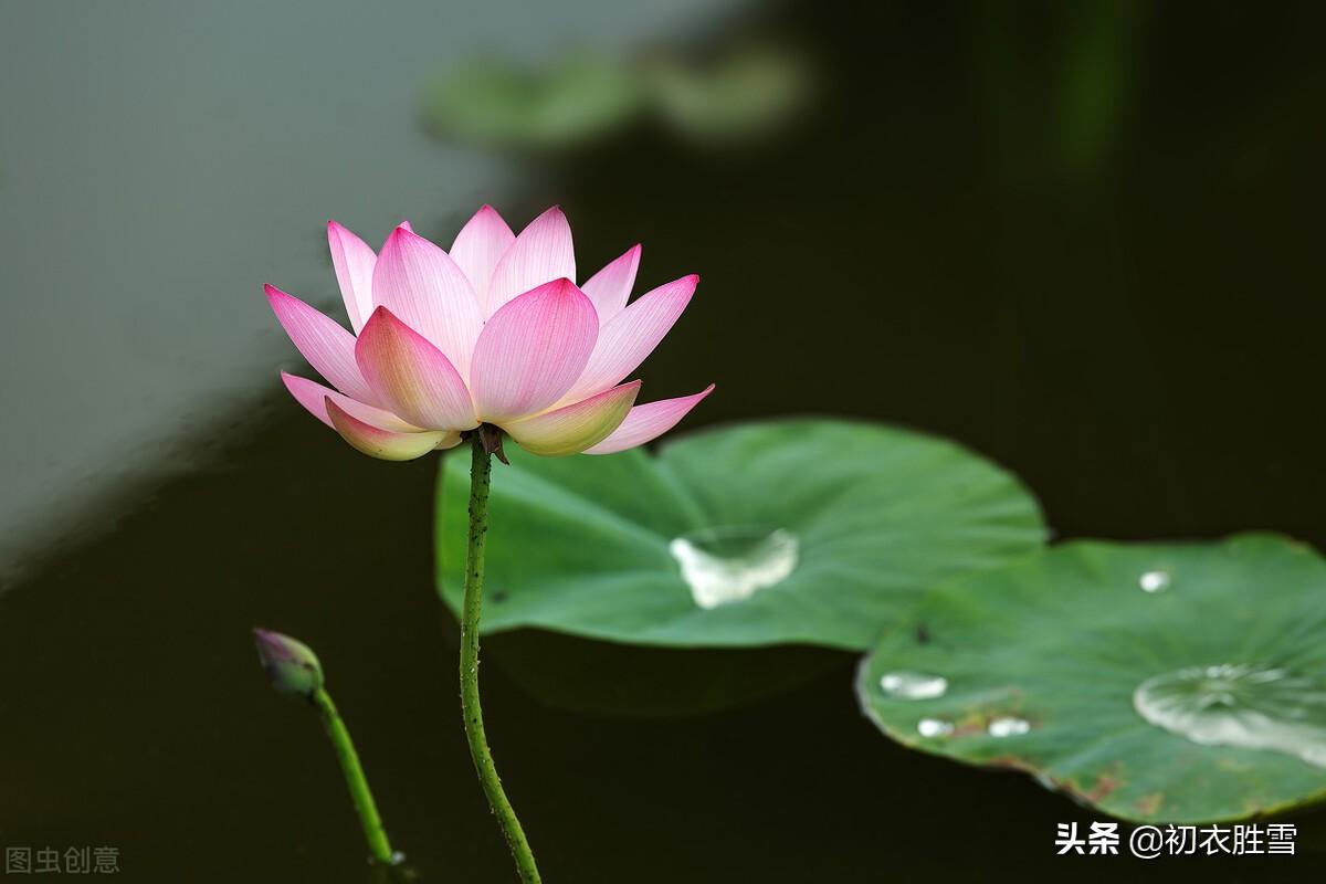 荷花诗词名句精选（仲夏五月荷花八首）