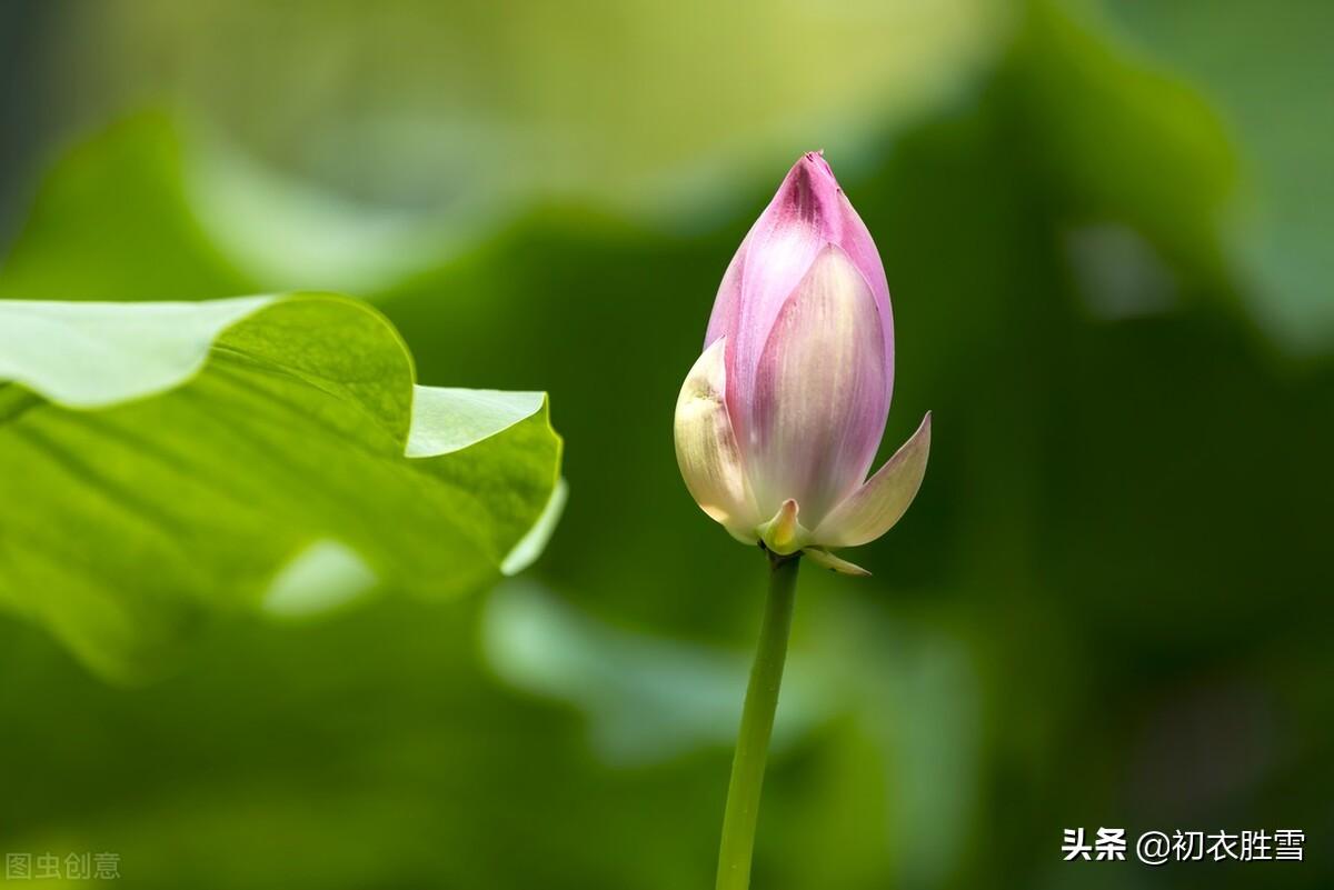 荷花诗词名句精选（仲夏五月荷花八首）