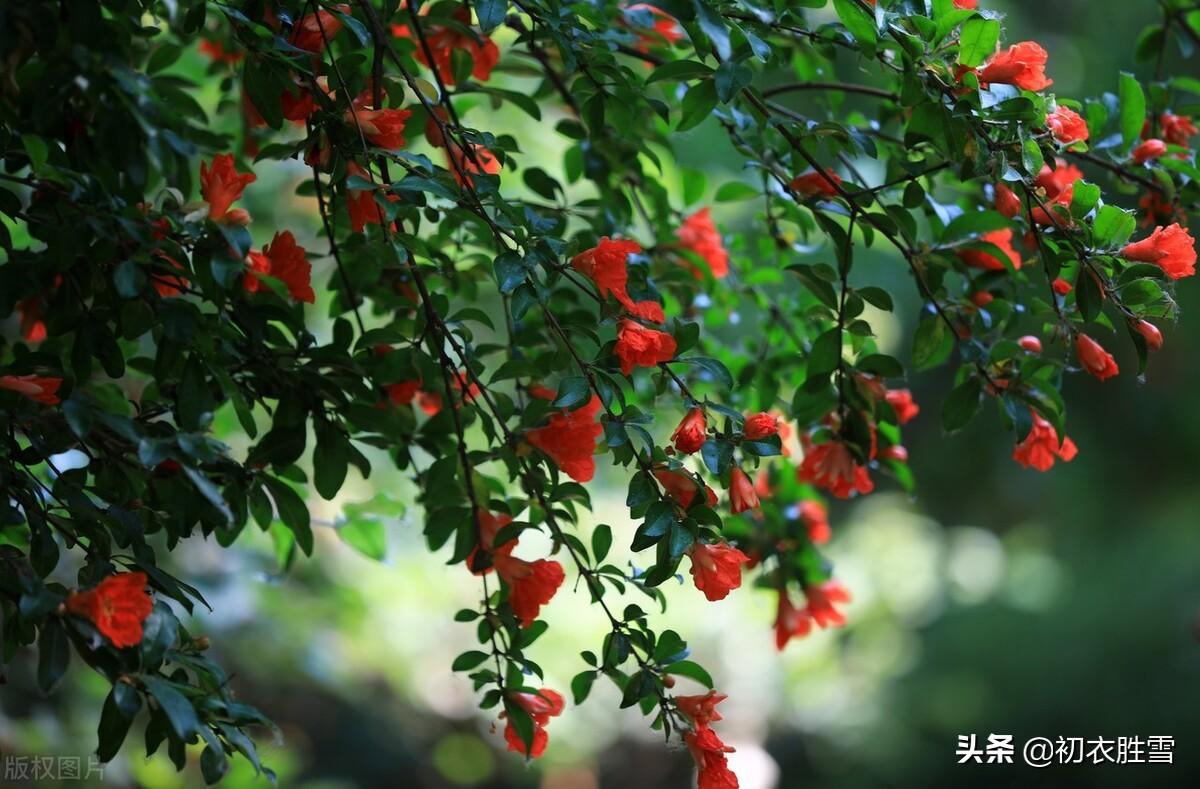 榴花五月天，吐花红夭夭（仲夏石榴花明丽诗词七首）