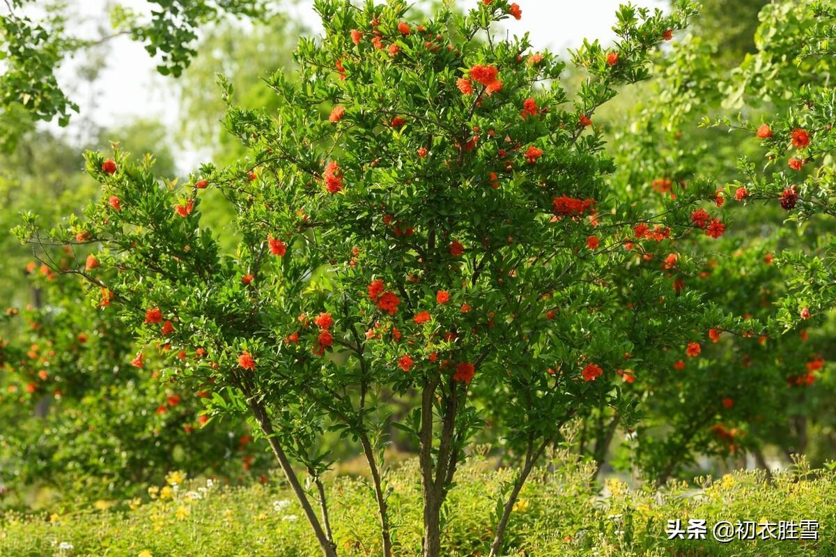 榴花五月天，吐花红夭夭（仲夏石榴花明丽诗词七首）