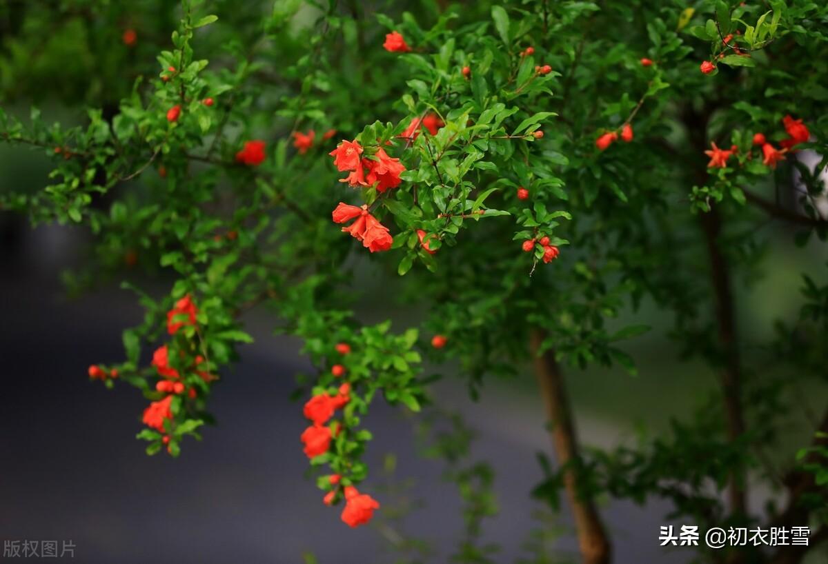 榴花五月天，吐花红夭夭（仲夏石榴花明丽诗词七首）