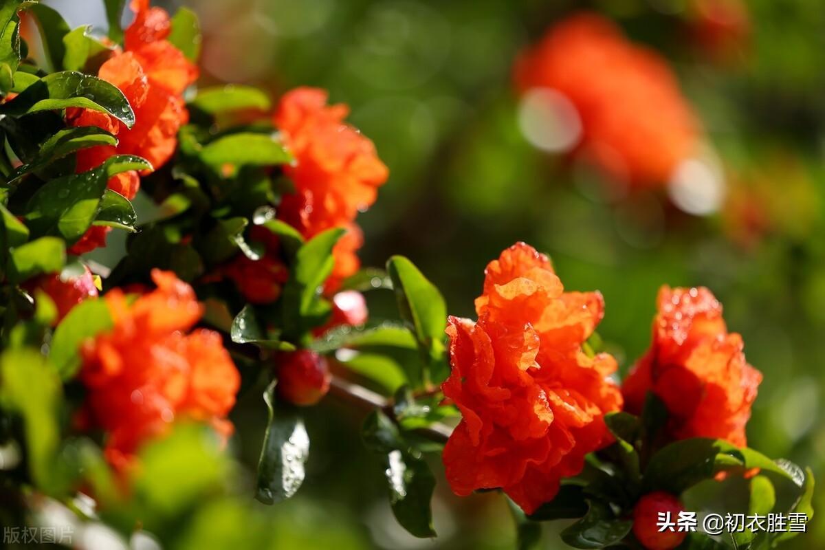 榴花五月天，吐花红夭夭（仲夏石榴花明丽诗词七首）