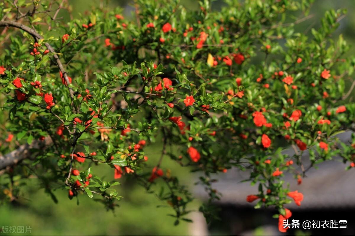 榴花五月天，吐花红夭夭（仲夏石榴花明丽诗词七首）