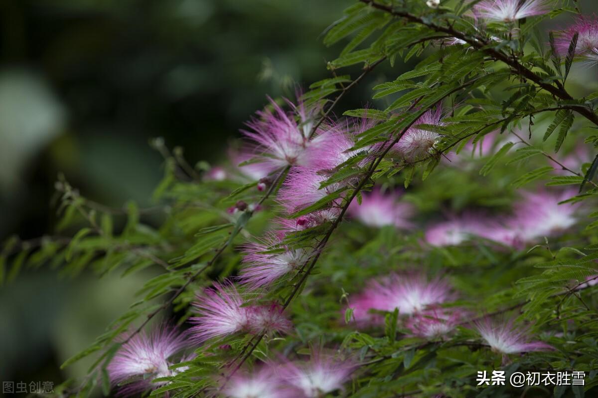 描写相思的诗词名句（合欢相思诗词七首）