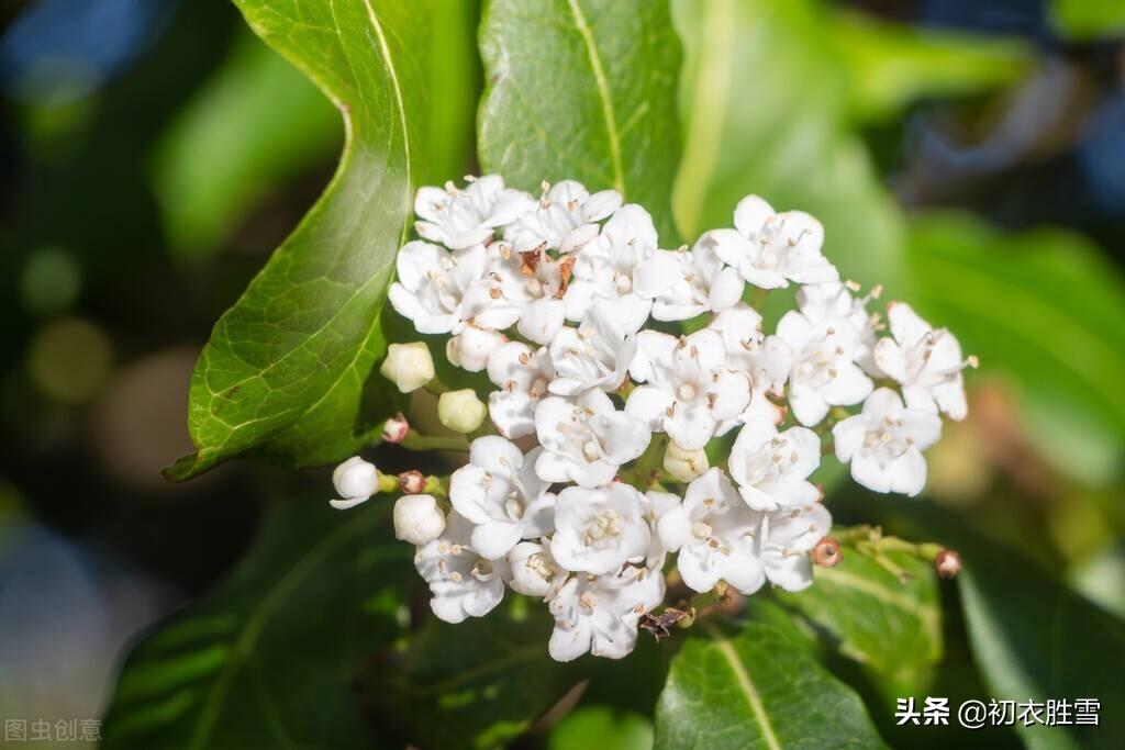 关于冬青花的唯美古诗（夏花冬青花古诗六首）