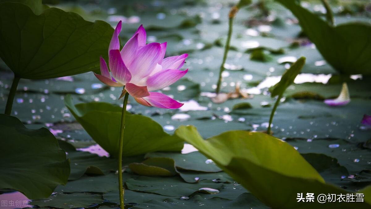 芙蓉诗词名句有哪些（涉江采芙蓉六首）