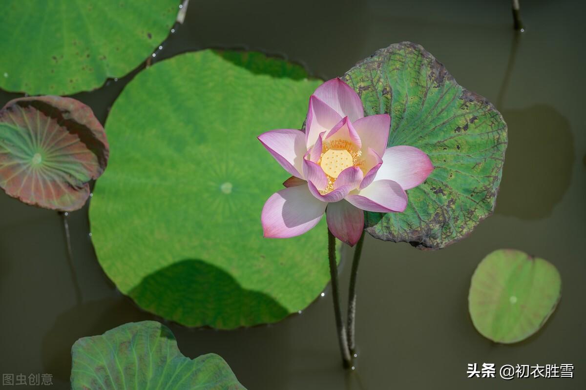 芙蓉诗词名句有哪些（涉江采芙蓉六首）