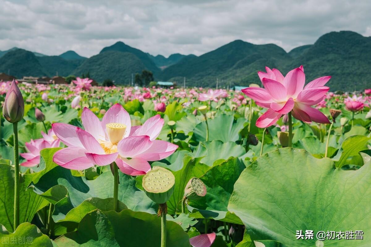 芙蓉诗词名句有哪些（涉江采芙蓉六首）