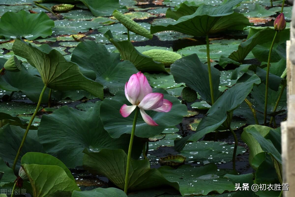 芙蓉诗词名句有哪些（涉江采芙蓉六首）