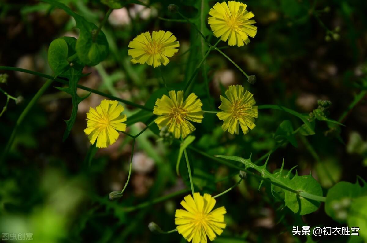 苦菜诗词名句大全（苦菜古诗八首赏读）