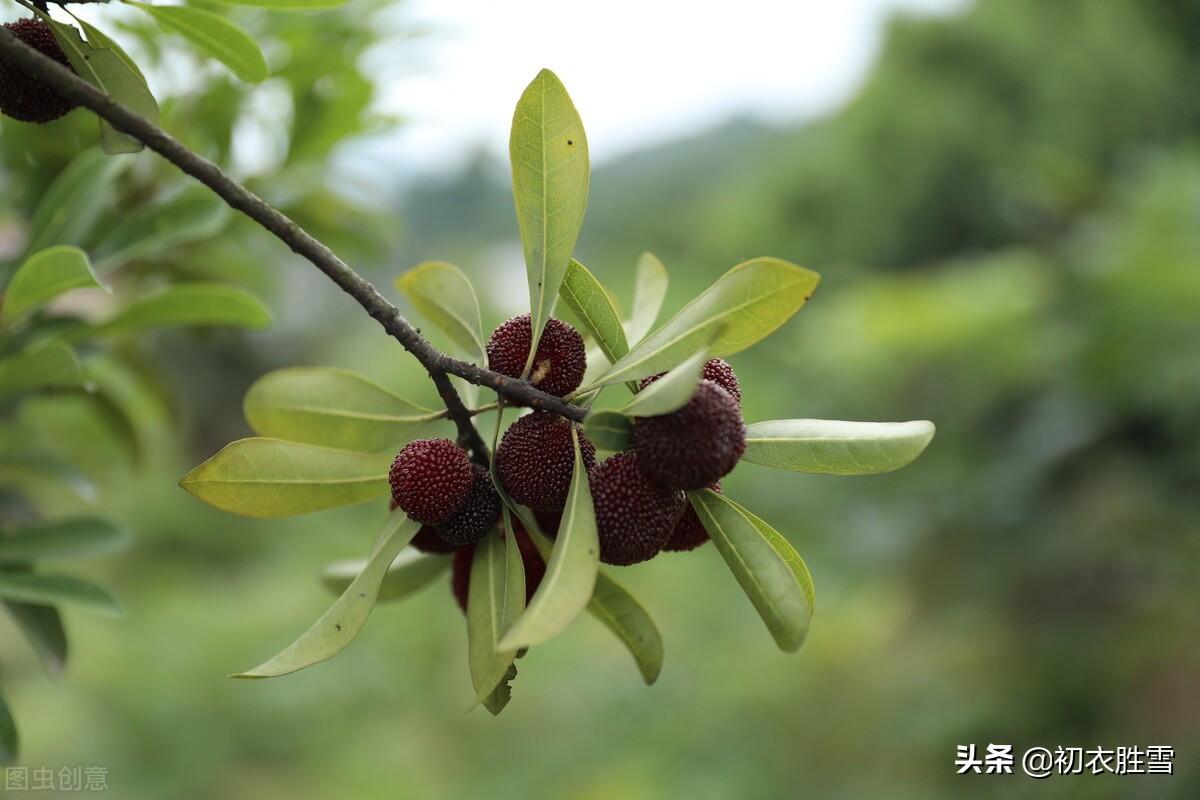 小满诗词名句摘抄（二十四节气之小满七首）