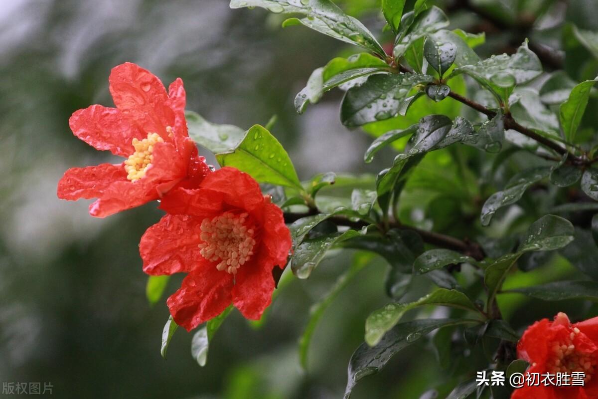 石榴诗词名句有哪些（夏日双叶石榴五首）