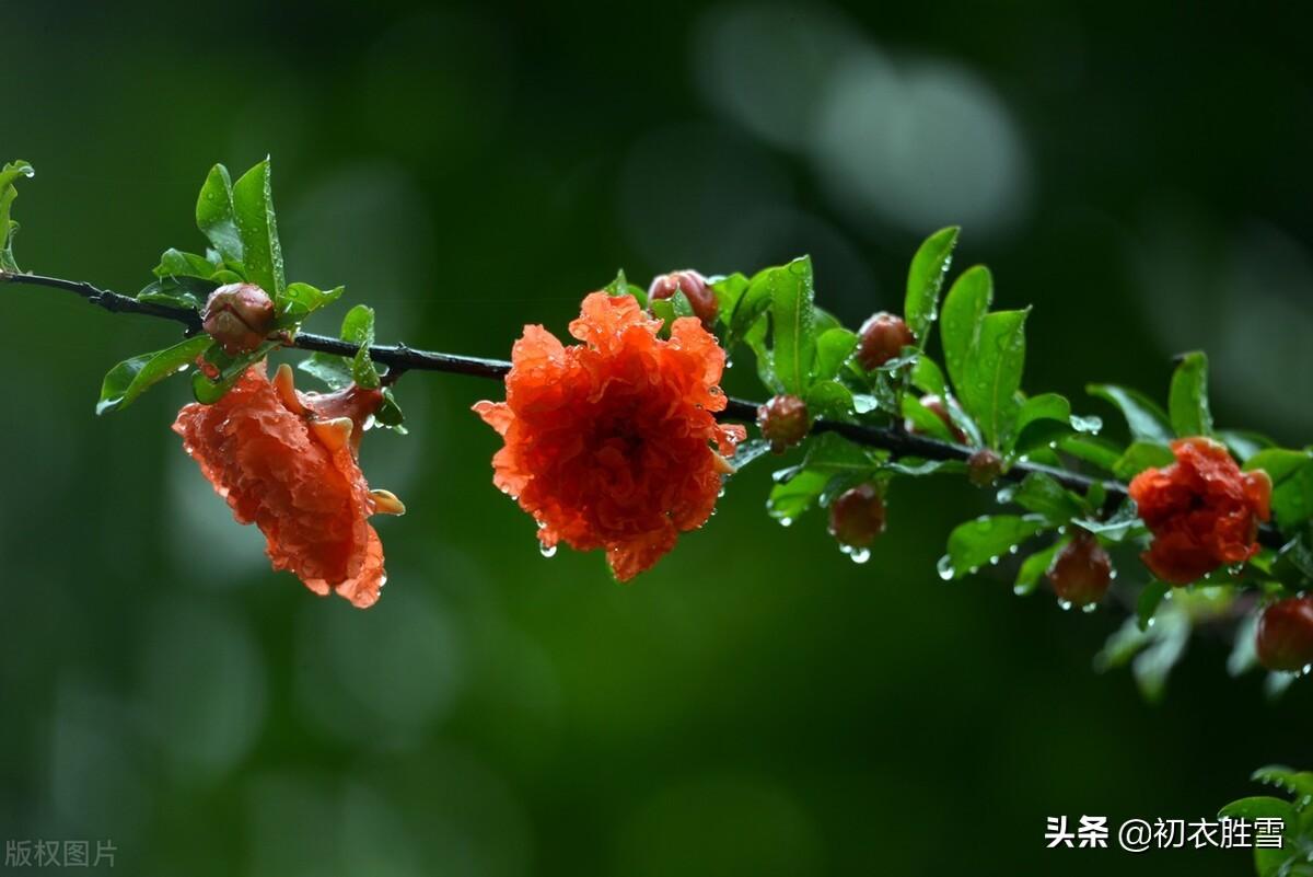 石榴诗词名句有哪些（夏日双叶石榴五首）