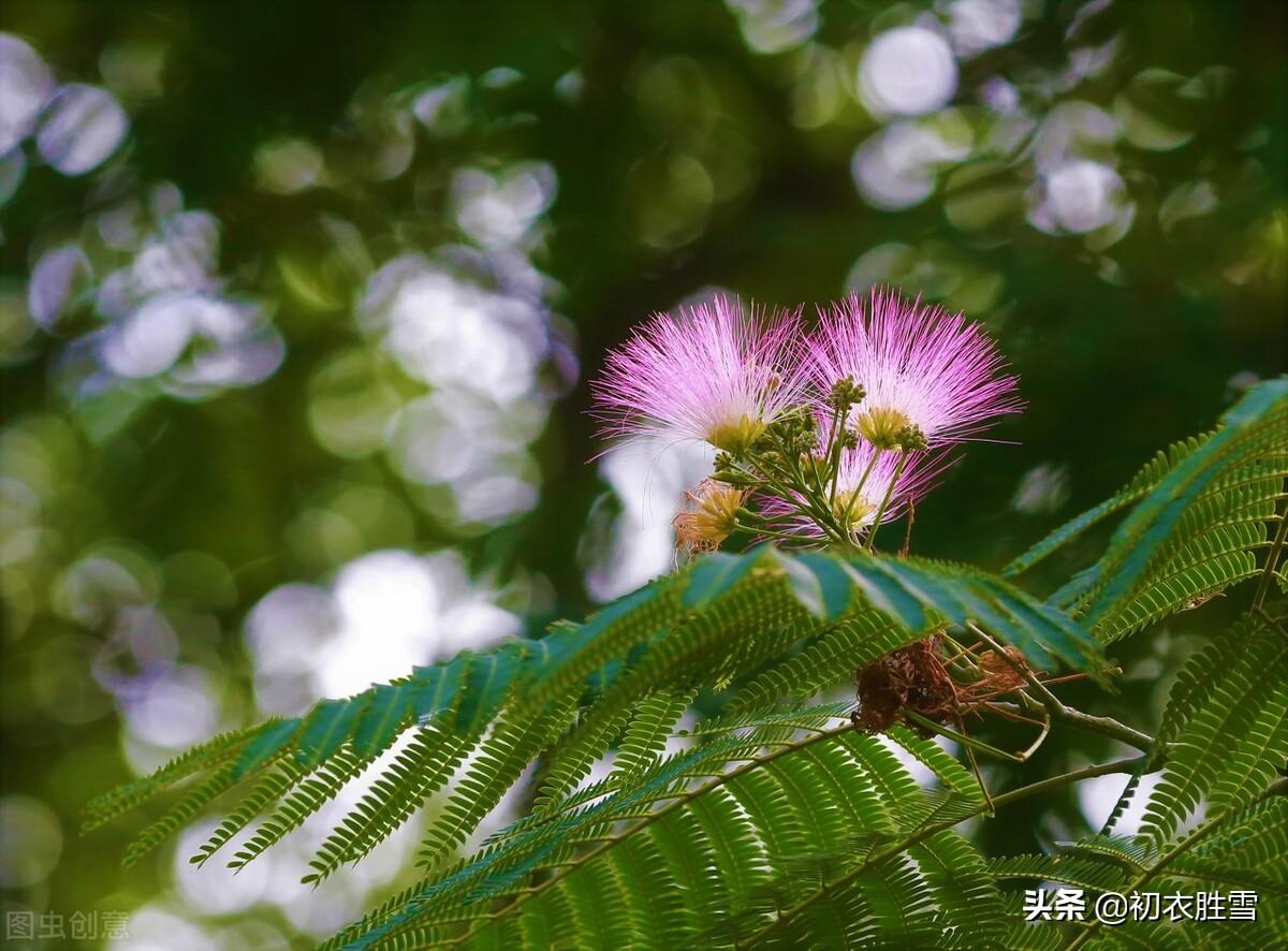 合欢花诗词名句经典（夏日唯美合欢花诗词六首）