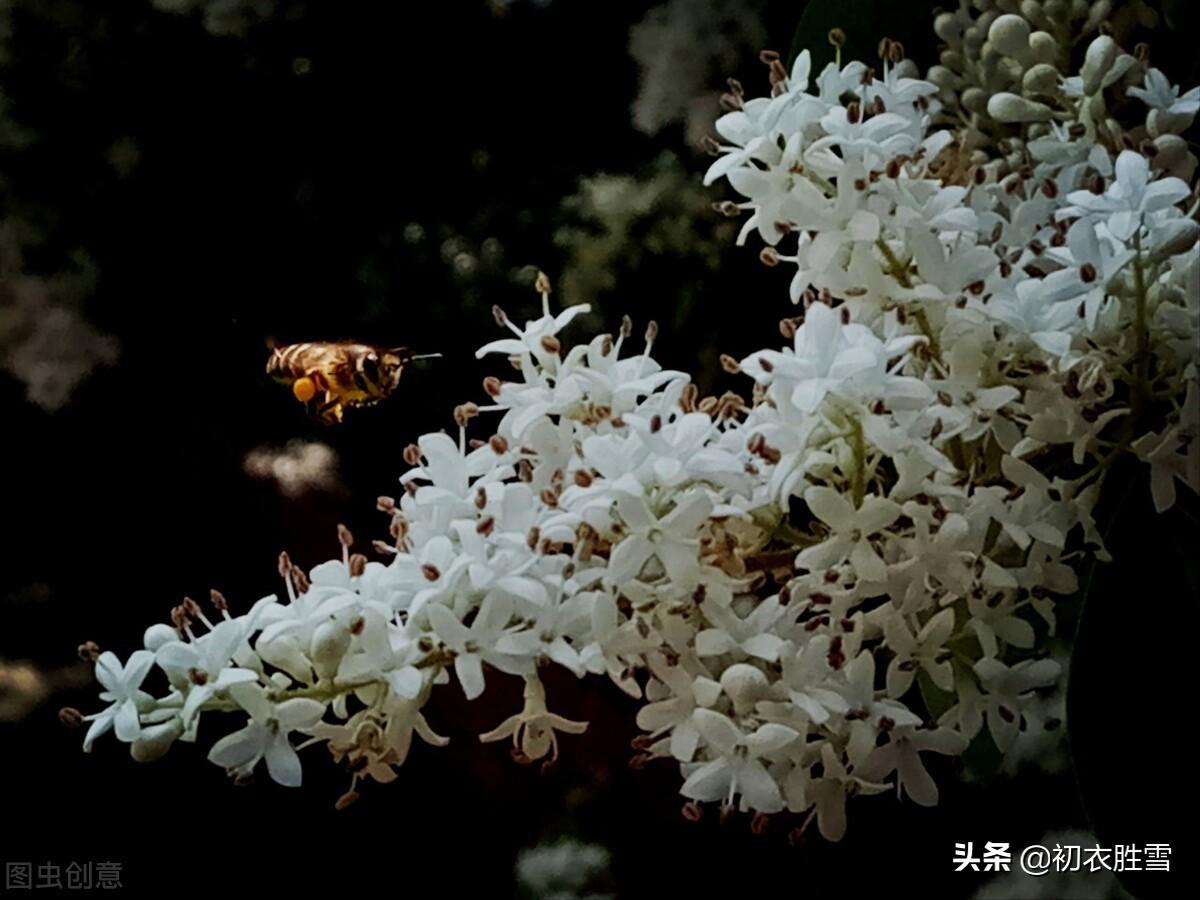 夏花女贞诗词六首清赏（团栾女贞树，万万女贞林）