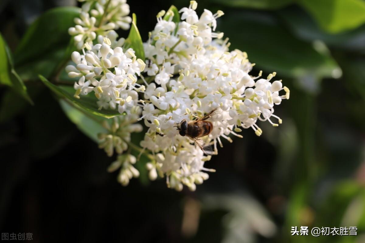 夏花女贞诗词六首清赏（团栾女贞树，万万女贞林）