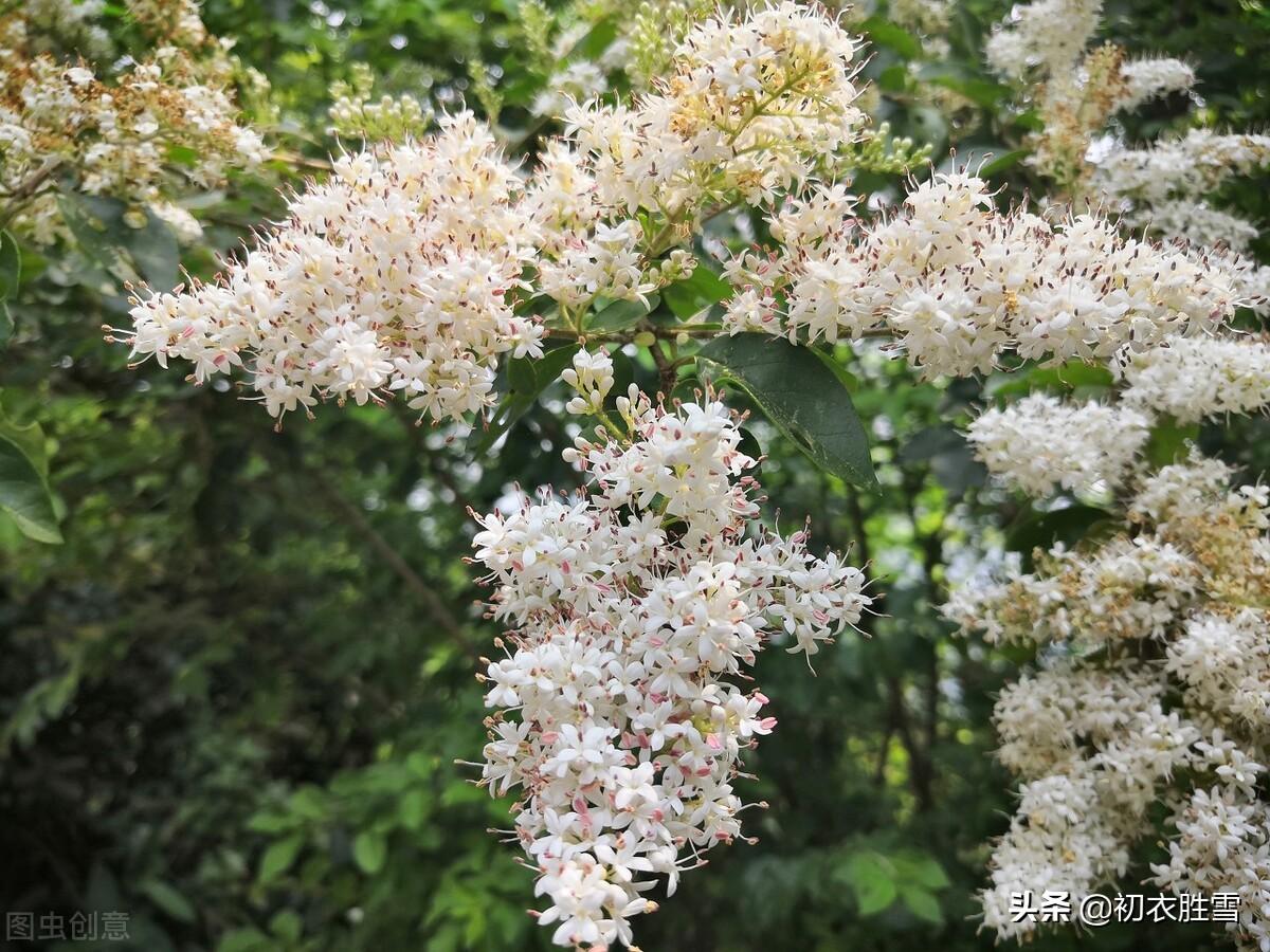 夏花女贞诗词六首清赏（团栾女贞树，万万女贞林）