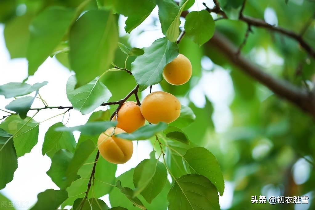 杏子诗词名句摘抄（早夏明丽杏子诗词六首）