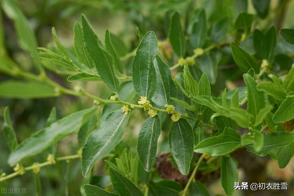 枣花诗词名句有哪些（早夏枣花美诗九首）