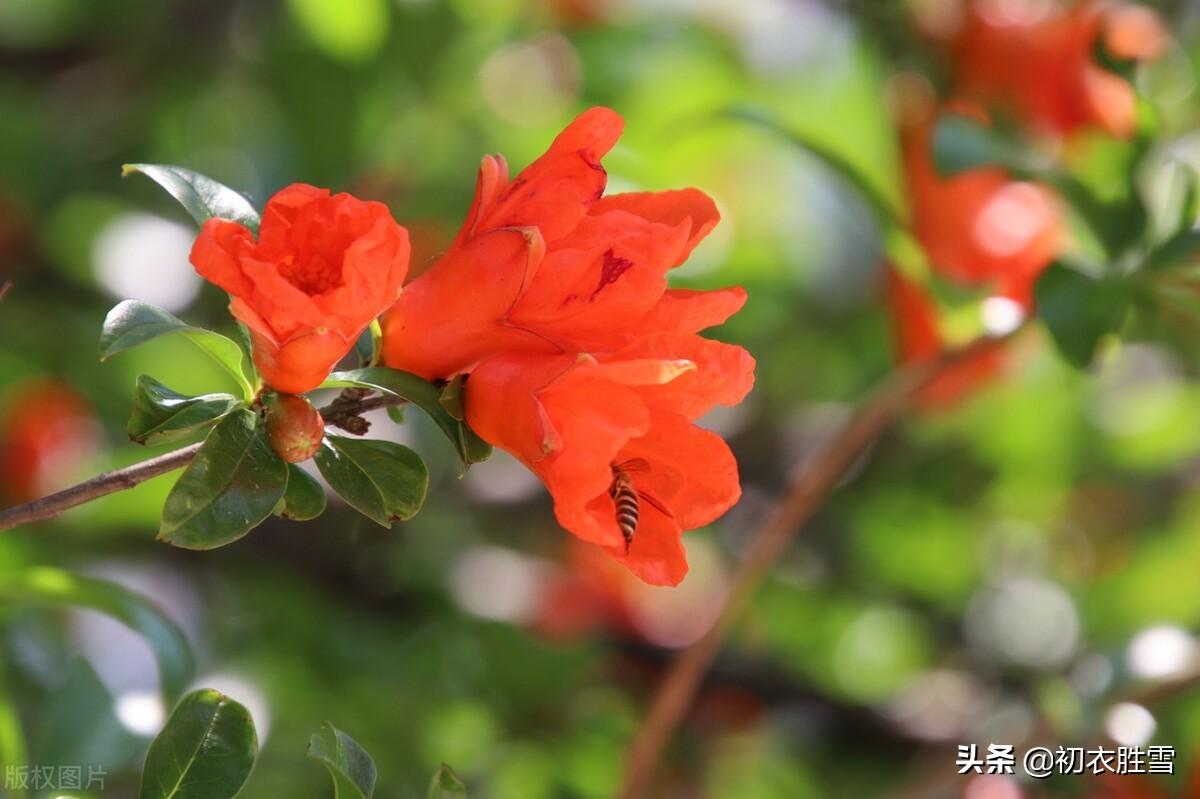 石榴花经典诗词有哪些（早夏石榴花明艳美诗七首推荐）