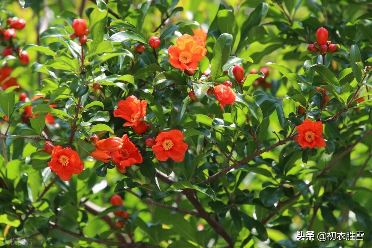 石榴花经典诗词有哪些（早夏石榴花明艳美诗七首推荐）