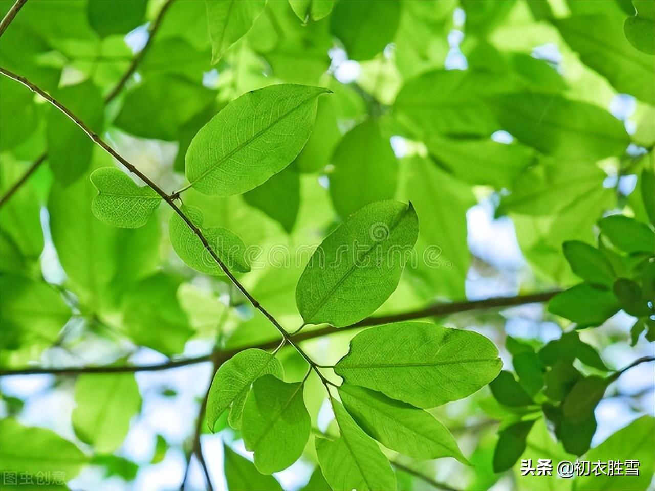 绿荫经典诗词有哪些（立夏清丽绿荫诗词五首推荐）