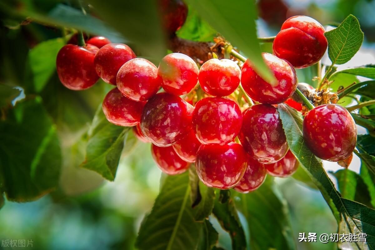 二十四节气立夏诗篇（朱明盛长，甫与万物）