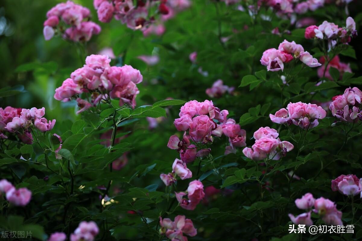 蔷薇经典诗词有哪些（夏花蔷薇明丽唐诗六首）