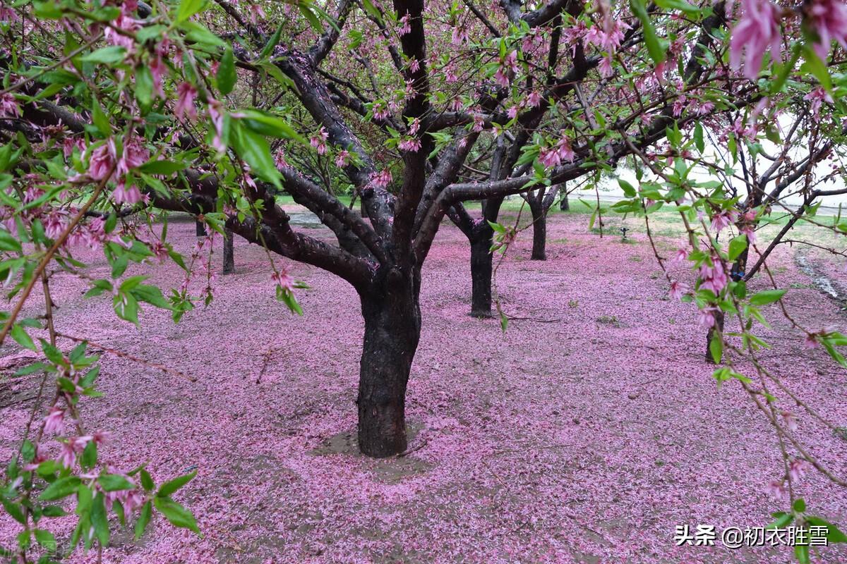 落花经典诗词有哪些（辛弃疾晚春风雨落花两首）