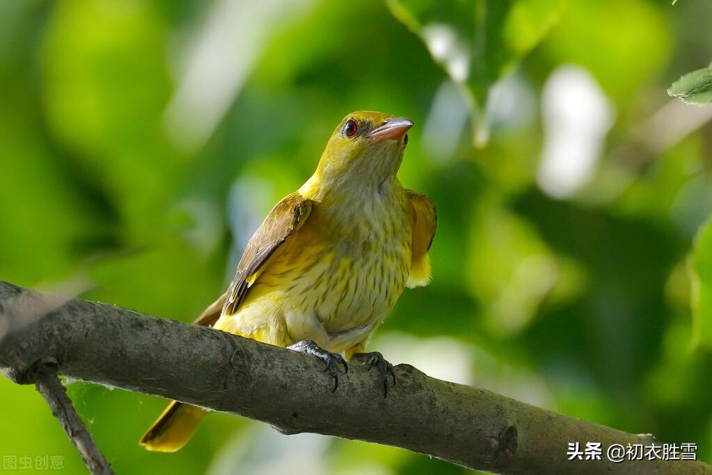 惜春经典诗词有哪些（晚春早夏惜春美词五首推荐）