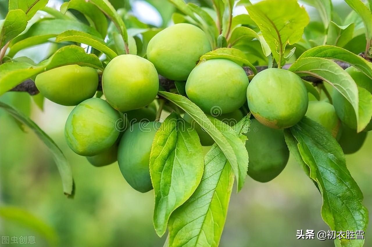 惜春经典诗词有哪些（晚春早夏惜春美词五首推荐）