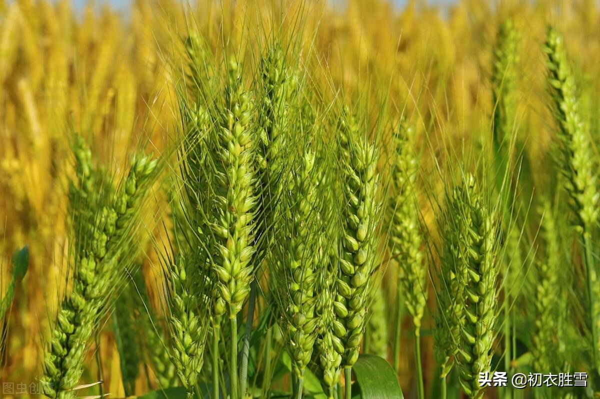 初夏经典诗词大全（迎接初夏古诗9首）