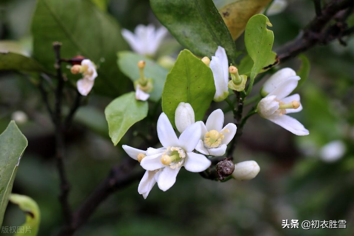 橘花经典诗词有哪些（​晚春橘花古诗七首赏读）