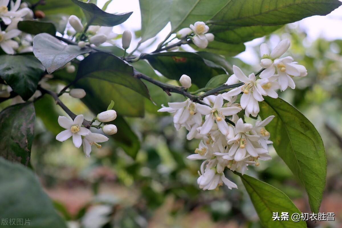 橘花经典诗词有哪些（​晚春橘花古诗七首赏读）